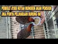 Download Lagu Dengan Adanya Burung Ini Bisa Pengganti Candu Mikat Ayam hutan Yang Kian Sulit