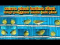 Download Lagu Suara Pleci Betina Ribut | Terapi Untuk Pleci Macet Bunyi | Terapi Pleci Koloni