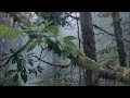 Download Lagu Zware Regengeluiden om te Slapen – In 3 Minuten in Slaap in het Bos