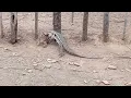 Download Lagu GENTE 😲😲 OLHA O QUE ACONTECEU 😲😲 AQUI NO SÍTIO HOJE/EU NUNCA TINHA VISTO ISSO 😲😲