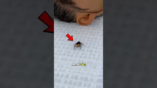 لم تشعر حتى دخل الصرصور الى أذنها     دندنها