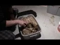 New Vermicompost Worm Bin 18 Week Followup