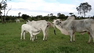 Animals Mating Amazing Wildlife Mating Animals Mating Horse Mating s Compilation 4