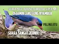 Download Lagu Suara pikat burung rambatan paruh merah
