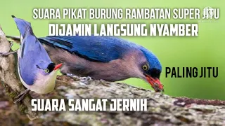 Download Suara pikat burung rambatan paruh merah MP3