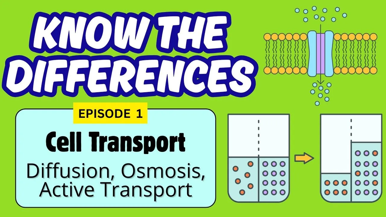 Cell Transport| Diffusion, Osmosis, Active Transport
