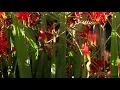 "Memory of Monet" from Peaceful Pond by Dean Evenson & d'Rachael