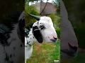 Bakra Eid Mubarak Status 2025 | Eid Ul Adha Mubarak 2025 Status | Bakra Eid Status Video