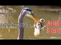 Heron Eats Screaming Squirrel in One Bite Birding San Diego