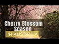 Download Lagu Australia’s Cherry Blossom Season 🇦🇺🌸🦘This Will Blow Your Mind!
