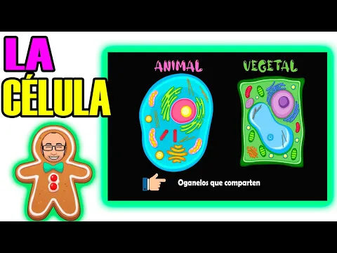 Download MP3 La célula animal y vegetal, diferencias y similitudes, cuáles organelos son iguales y diferentes