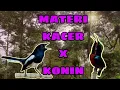 Lagu MATERI KACER X KONIN (Kolibri Ninja) masteran ampuh untuk Kacer meningkatkan emosi