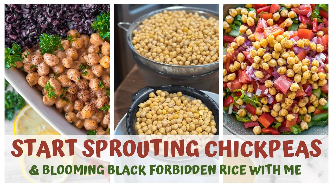 START SPROUTING CHICKPEAS & BLOOMING BLACK FORBIDDEN RICE WITH LISSA