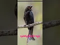 Download Lagu burung srigunting lencana #feed #burung #shorts