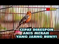 Download Lagu PANCINGAN ANIS MERAH BIAR BUNYI DAN GACOR PUTARKAN SUARA ANIS MERAH INI  #anismerahgacor