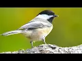 Download Lagu Suara Burung Chickadee Bertopi Hitam | Lagu Chickadee Bertopi Hitam | Chickadee Bertopi Hitam