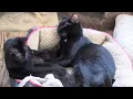 Shreveport Bossier Animal Rescue on Black cats and Adoptions