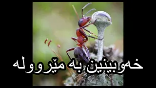 خەوبینین بە مێروولە 