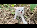 Lagu Four kittens lost from their mother and stranded in the woods tried to act fierce when I helped them