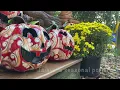 Panhandle Florida plant nursery