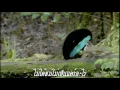 รักไม่รู้ดับ  : สุชาติ ชวางกูร