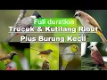 Download Lagu Suara Kutilang dan Trucuk Ribut Kombinasi Burung Kecil, Jernih berdurasi panjang