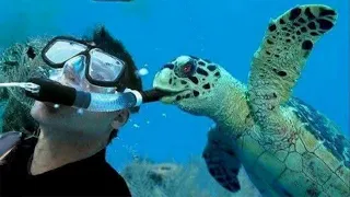 best ocean animals surprised photographers in an unexpected way funny animal videos 2025
