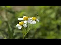 Meditation music nurture videos