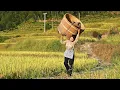 Lagu Rice 稻米 | 又是一年秋收，奶奶說：吃乾淨碗裡的飯，來年稻穀才會長高。【鄉愁沈丹ShenDan】