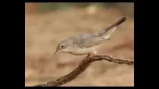 صوت الشحيم الاصلي      دندنها