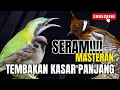 MASTERAN BURUNG JUWARA!!!  CUNGKOK - KINOI - JINGJING - KHASSS MENJERIT LAYAKNYA MESIN JAHIT