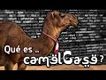Que es camelCase Y como se usa