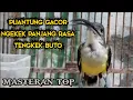 Download Lagu burung pijantung gacor ngekek panjang dan kasar