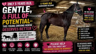 💔 Only 5 Years Old, Gentle, and Full of Potential — This Young Driving Horse Deserves Better