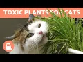 10 TOXIC PLANTS for CATS In the Home Garden