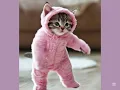 Download Lagu 2 Adorable Kittens Dancing to Dudidam 😻 | Cute Cat Dance Compilation