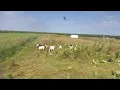 TexMaster Goats enjoying pasture