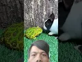 Download Lagu video kocak katak vs kelinci #shorts #viral