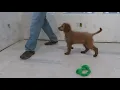 PuppyFinder com Ullysses Looking for New Things to Explore