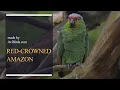 Red- rowned Amazon Red-Crowned Parrot Mexican Red-Headed Parrot Amazona Viridigenalis