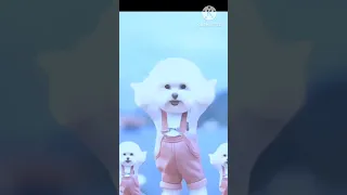                                دندنها