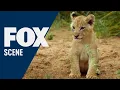 Maternal Instinct MALIKA THE LION QUEEN