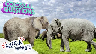 5 Fun Facts About Elephants!🐘 | Science For Kids🧬 | Five Facts | Mega Moments