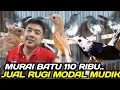 Lagu JUAL RUGI ! MURAI BATU 110 RIBU OBRAL MURAI BLOROK \u0026 SPLIT PANDA ADA GRATIS ONGKIR SAMPE DEPAN RUMAH