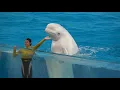 Download Lagu Yokohama Hakkeijima Sea Paradise Attraction Animal Show 【4K】