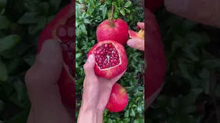 الرمان أسرار مذهلة لم تسمع بها من قبل هل تعلم الرمان فوائد الرمان مضادات الأكسدة قشر رمان  الرمان أسرار مذهلة لم تسمع بها من قبل هل تعلم الرمان فوائد الرمان مضادات الأكسدة قشر رمان
