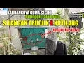 Download Lagu MITOS TERPECAHKAN, ABANG OJOL INI SUKSES TERNAK BURUNG HYBRID SILANGAN TRUCUK DENGAN KUTILANG