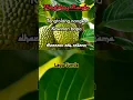 Download Lagu LAGU SUNDA - TONGTOLANG NANGKA - LAGU DAERAH - JAWA BARAT