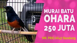 Download Luar Biasa!! OHARA Murai Batu Beli 250 Juta Ditawar 3 MILYAR MP3