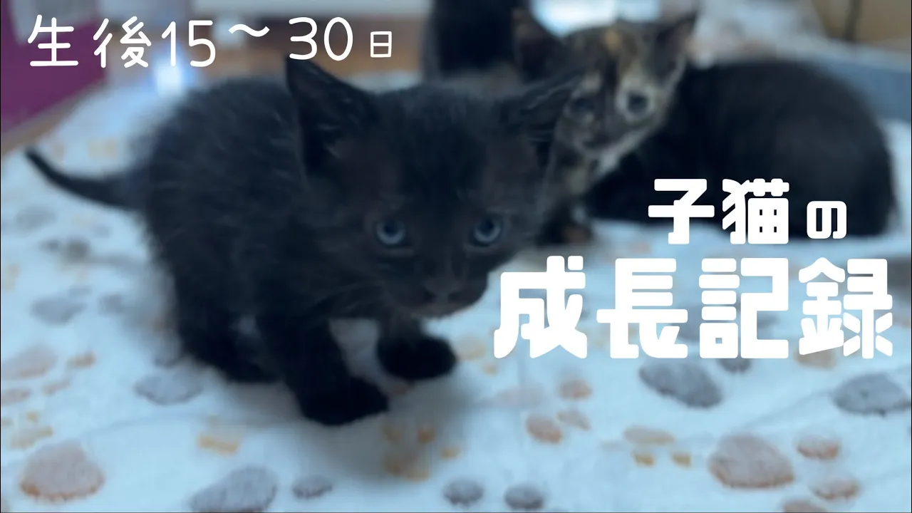 [子猫の成長記録]可愛い❣️😍生後15〜30日まで。2024年7月現在、全国から里親様募集中の保護猫をご紹介💁‍♀️